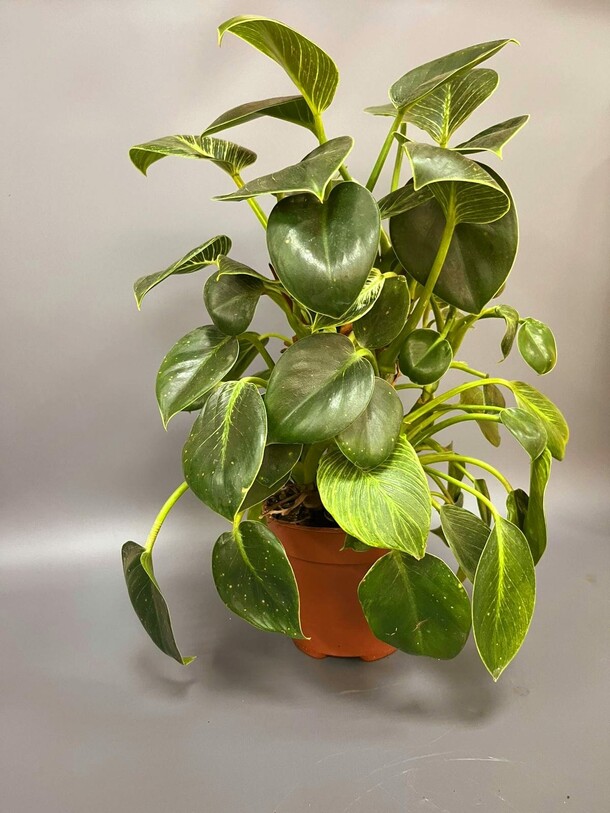 Филодендрон вайт вейв, артикул F1339601 - 5180 рублей, доставка по городу. Flawery - доставка цветов