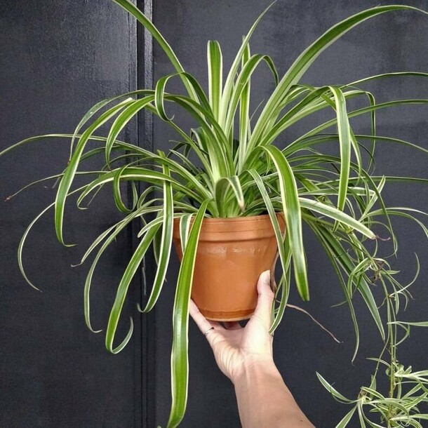 Хлорофитум крупный, артикул F1339603 - 6500 рублей, доставка по городу. Flawery - доставка цветов