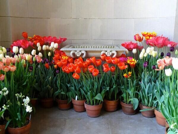 Тюльпаны, артикул F1393179 - 1498 рублей, доставка по городу. Flawery - доставка цветов