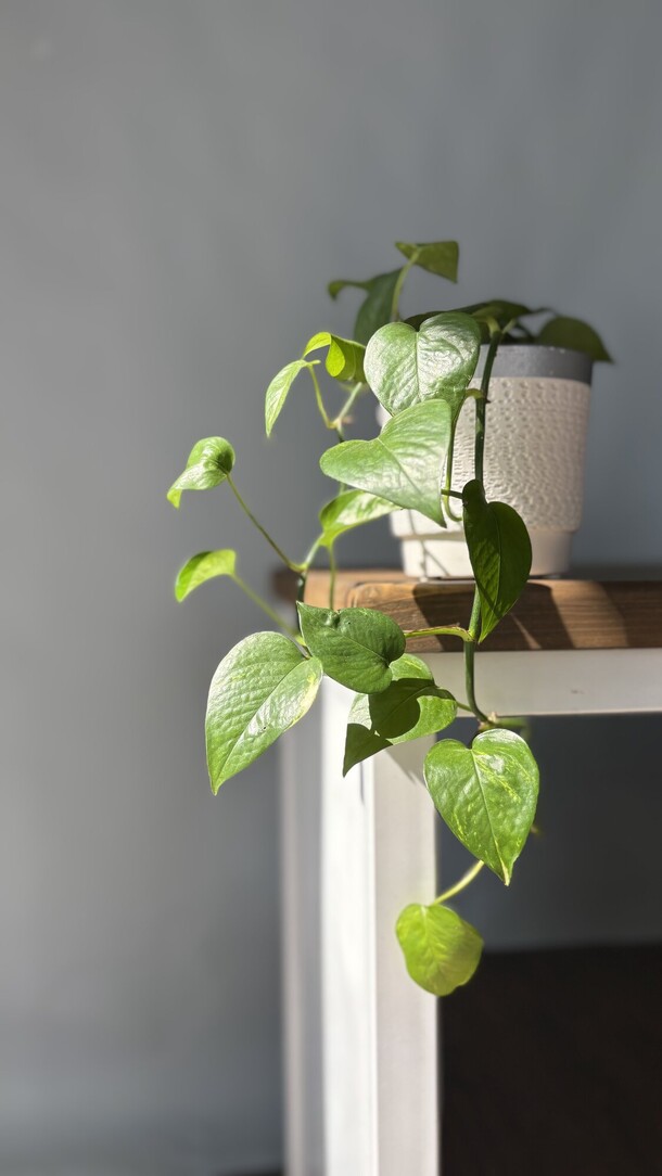 Эпипренум, артикул F1456738 - 3900 рублей, доставка по городу. Flawery - доставка цветов