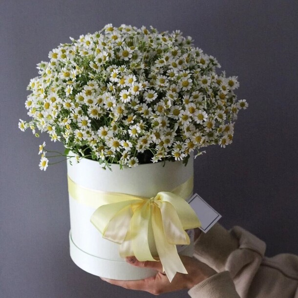 Ромашки в коробке, артикул F1159875 - 7300 рублей, доставка по городу. Flawery - доставка цветов