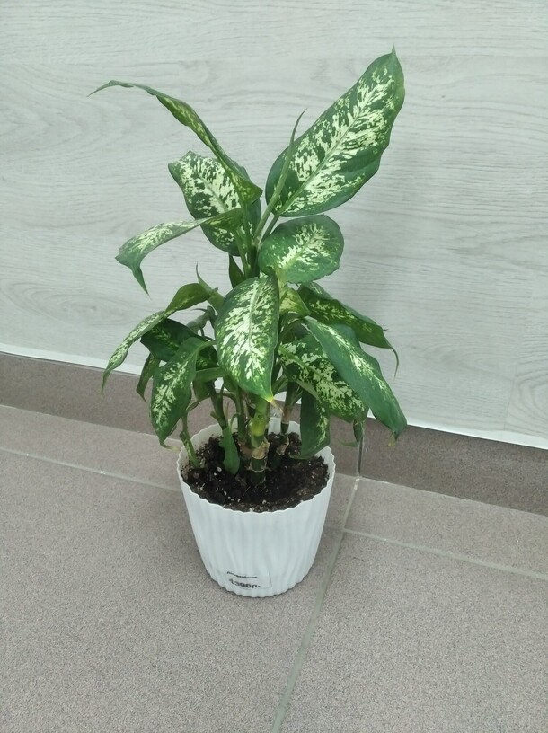 Диффенбахия, артикул F1427694 - 1670 рублей, доставка по городу. Flawery - доставка цветов