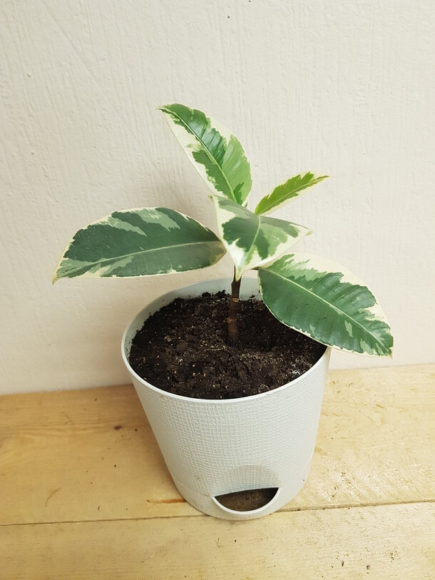 Фикус эластика "белиз" (каучуконосный), артикул F1521101 - 1880 рублей, доставка по городу. Flawery - доставка цветов