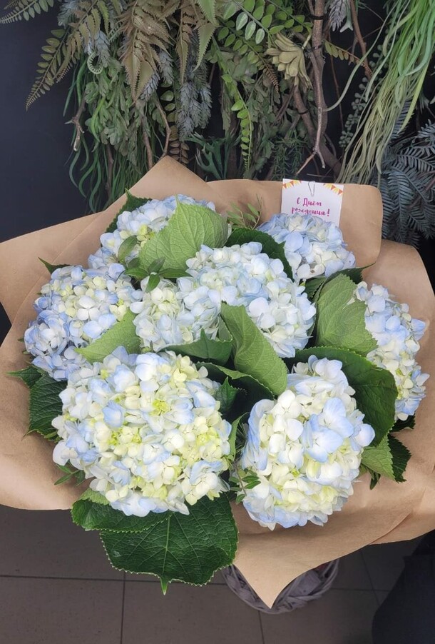 7 гортензий в оформлении🌺, артикул F1091543 - 7040 рублей, доставка по городу. Flawery - доставка цветов