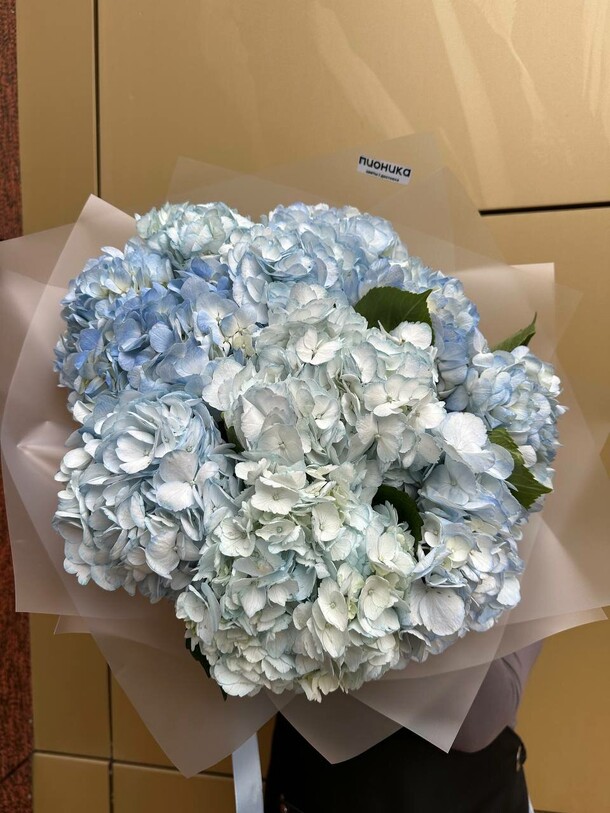 11 гортензий, артикул F1422662 - 10890 рублей, доставка по городу. Flawery - доставка цветов