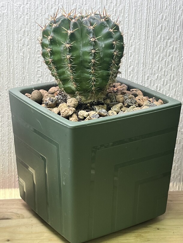 Кактус, артикул F1372823 - 1000 рублей, доставка по городу. Flawery - доставка цветов