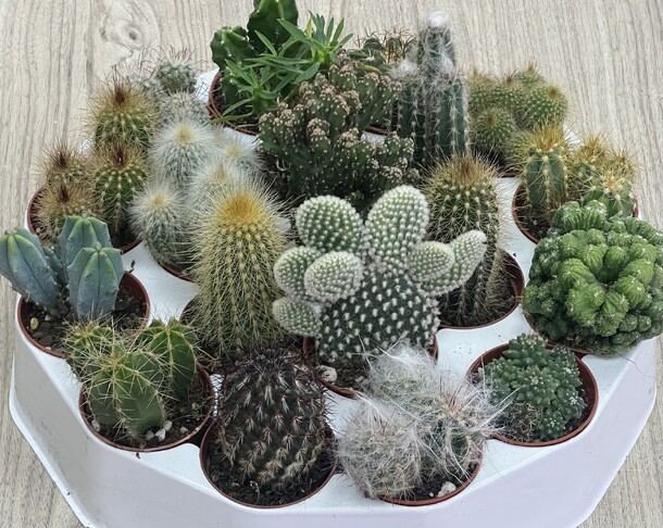 Кактусы в ассортименте., артикул F33086 - 700 рублей, доставка по городу. Flawery - доставка цветов