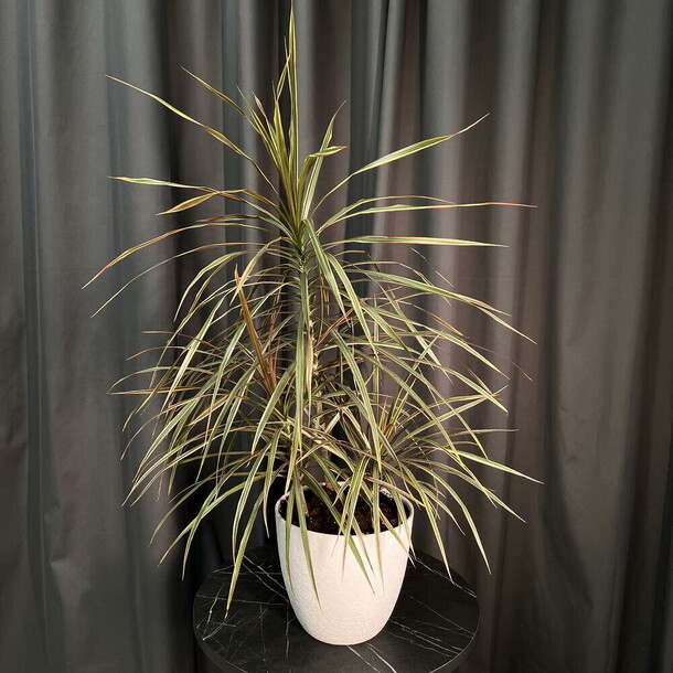 Драцена в белом кашпо, артикул F1486583 - 8500 рублей, доставка по городу. Flawery - доставка цветов