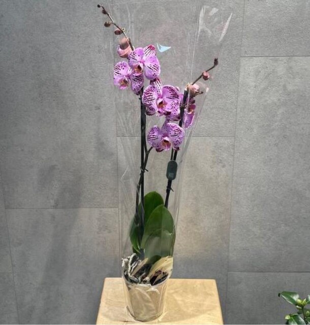 Орхидея, артикул F1125563 - 6353 рублей, доставка по городу. Flawery - доставка цветов