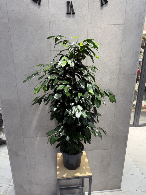 Фикус, артикул F1125581 - 13613 рублей, доставка по городу. Flawery - доставка цветов