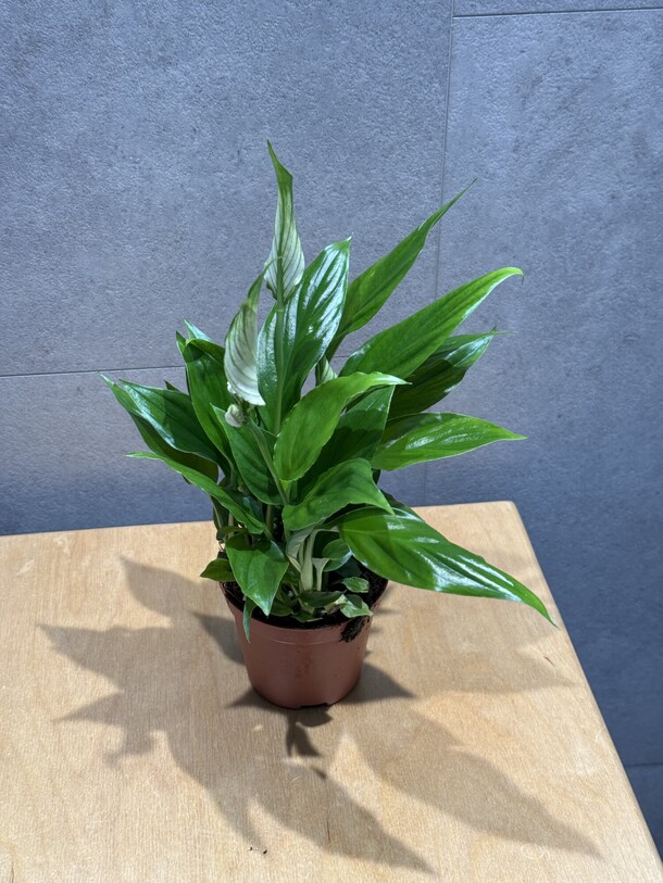 Спатифиллум, артикул F1125582 - 1573 рублей, доставка по городу. Flawery - доставка цветов