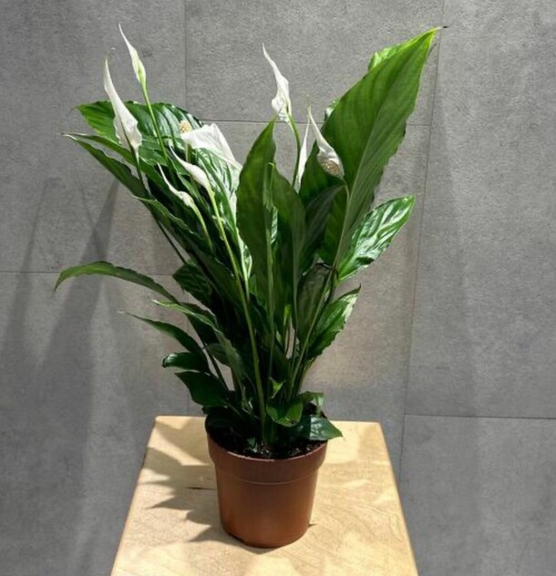Спатифиллум, артикул F1125593 - 5082 рублей, доставка по городу. Flawery - доставка цветов