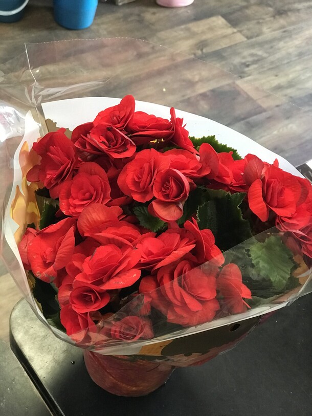 Бегония, артикул F1125611 - 3267 рублей, доставка по городу. Flawery - доставка цветов