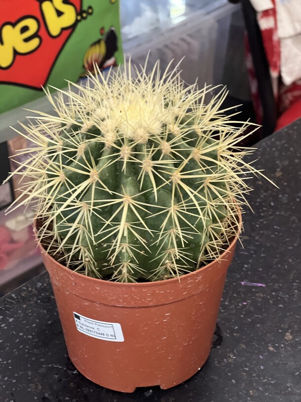 Кактус, артикул F1126326 - 1495 рублей, доставка по городу. Flawery - доставка цветов