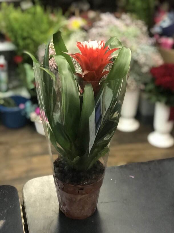 Гузмания, артикул F1130424 - 4598 рублей, доставка по городу. Flawery - доставка цветов