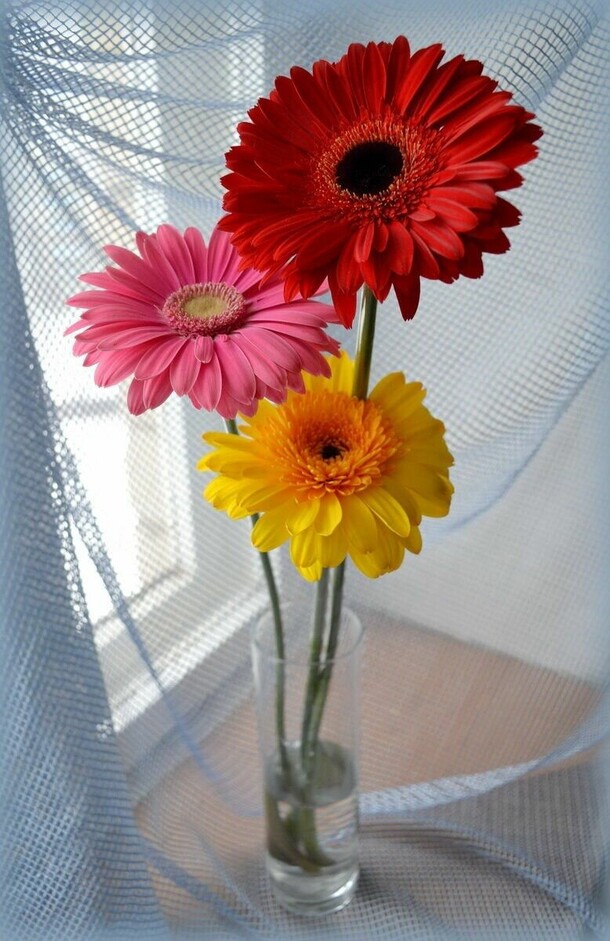 Гербера, артикул F1130428 - 1634 рублей, доставка по городу. Flawery - доставка цветов