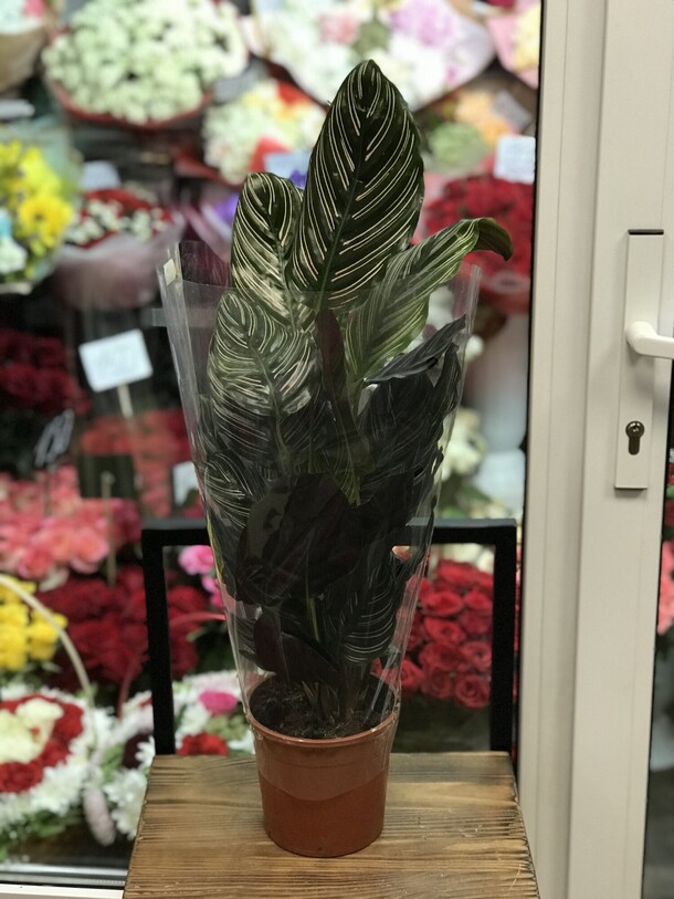 Калатея, артикул F1137647 - 3630 рублей, доставка по городу. Flawery - доставка цветов