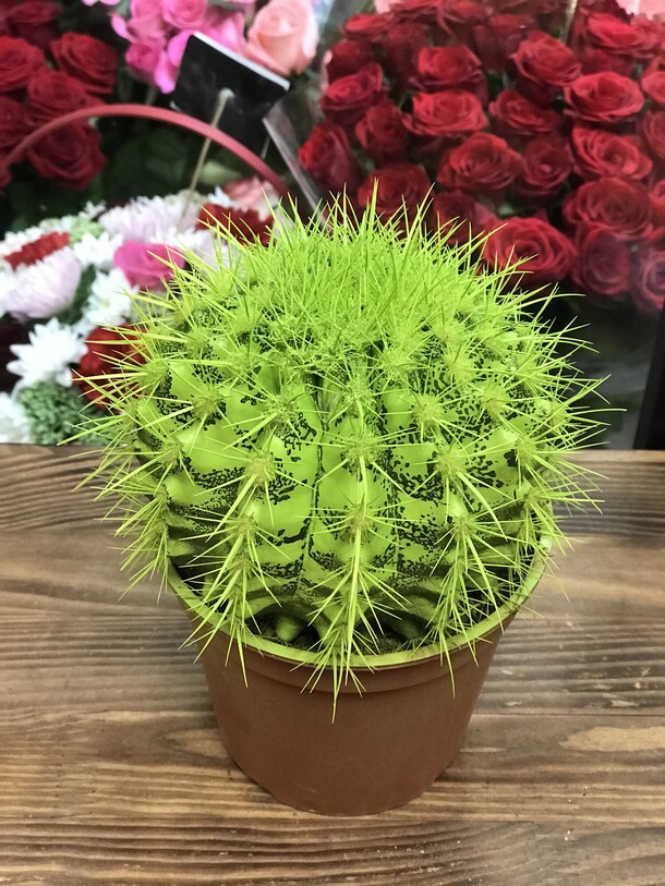 Эхинокактус, артикул F1137651 - 1694 рублей, доставка по городу. Flawery - доставка цветов