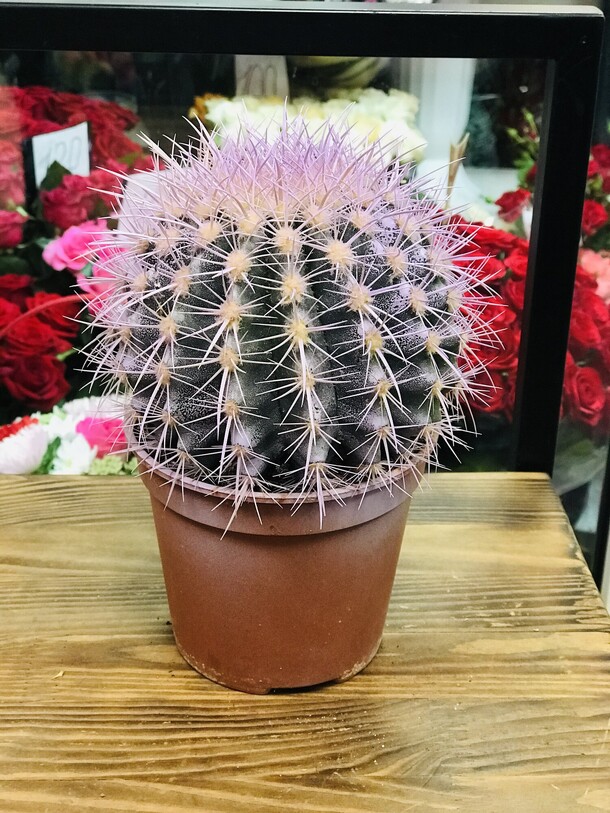 Эхинокактус, артикул F1137652 - 1815 рублей, доставка по городу. Flawery - доставка цветов