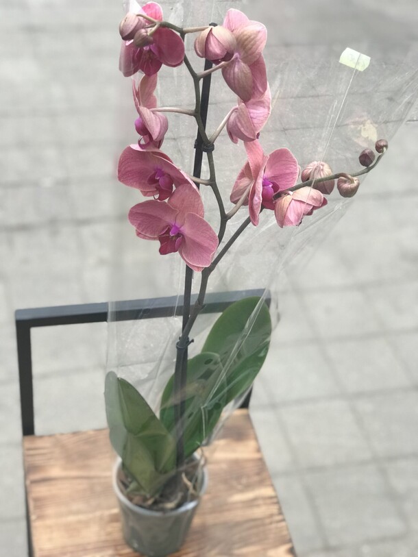 Орхидея, артикул F1137672 - 5445 рублей, доставка по городу. Flawery - доставка цветов