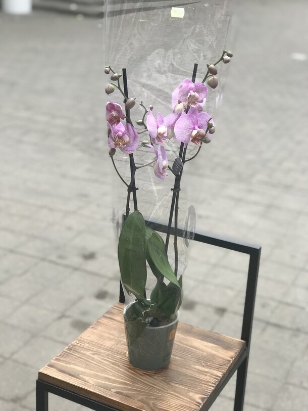 Орхидея, артикул F1137674 - 6353 рублей, доставка по городу. Flawery - доставка цветов