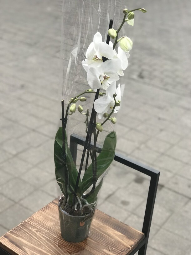 Орхидея, артикул F1137675 - 6353 рублей, доставка по городу. Flawery - доставка цветов