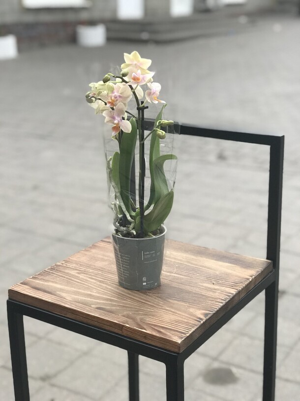 Орхидея, артикул F1137679 - 4356 рублей, доставка по городу. Flawery - доставка цветов