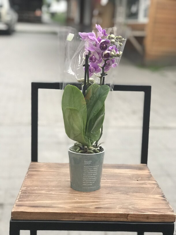 Орхидея, артикул F1137680 - 4356 рублей, доставка по городу. Flawery - доставка цветов