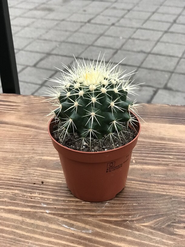 Кактус, артикул F1141096 - 606 рублей, доставка по городу. Flawery - доставка цветов