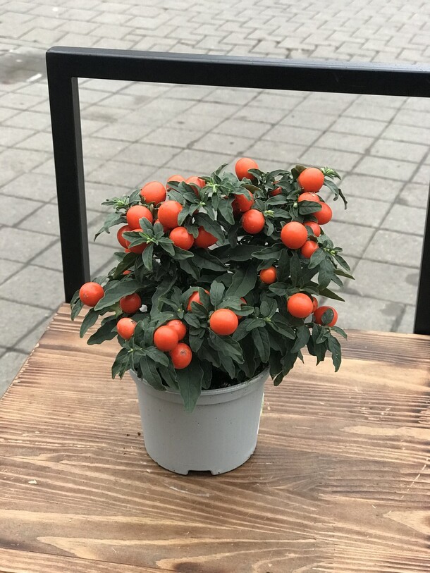 Соланум, артикул F1141098 - 2178 рублей, доставка по городу. Flawery - доставка цветов