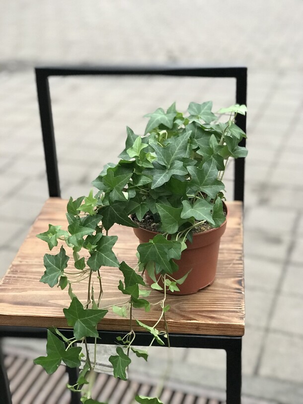 Хедера, артикул F1141100 - 1815 рублей, доставка по городу. Flawery - доставка цветов