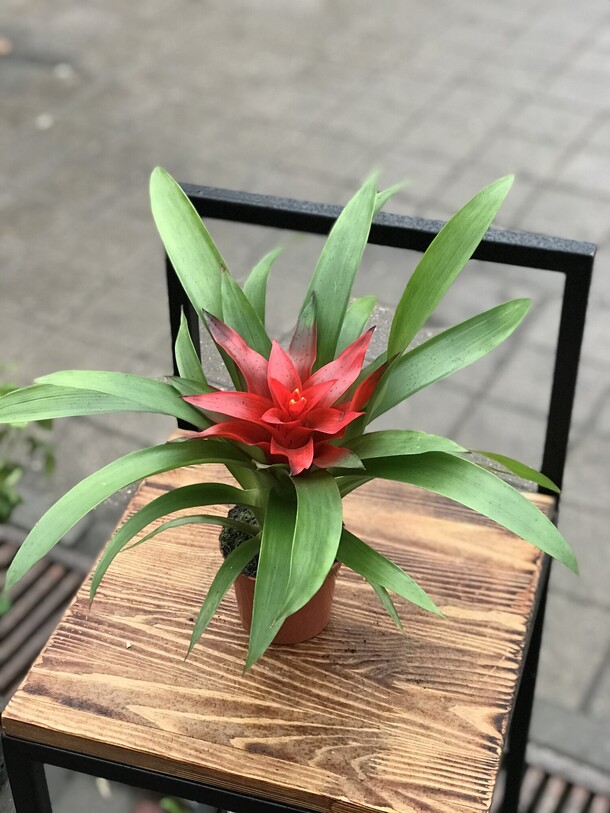 Гузмания темпо, артикул F1141106 - 2178 рублей, доставка по городу. Flawery - доставка цветов