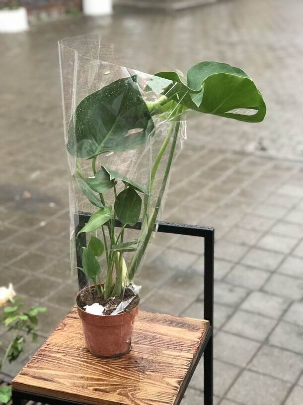 Монстера, артикул F1141107 - 6897 рублей, доставка по городу. Flawery - доставка цветов