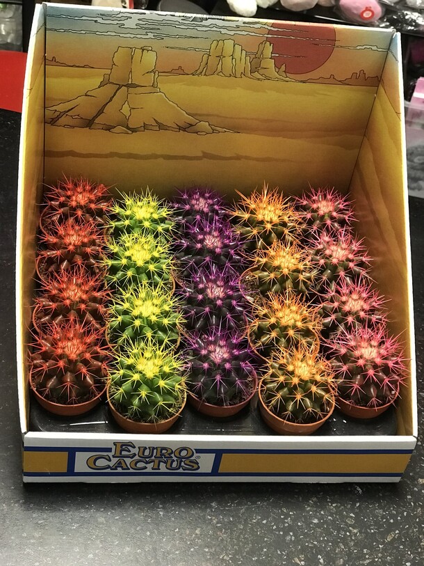 Кактусик, артикул F1160523 - 636 рублей, доставка по городу. Flawery - доставка цветов