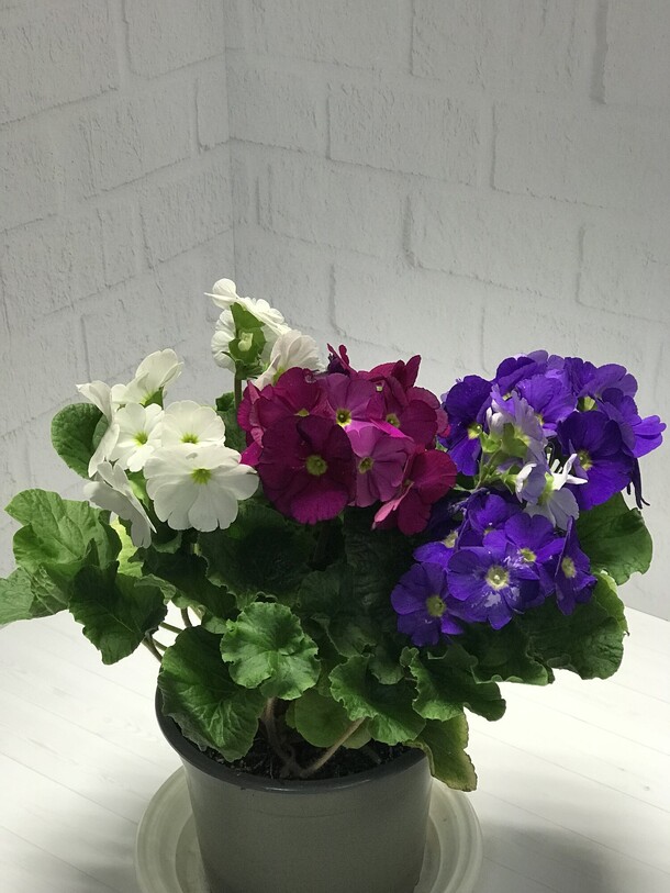 Комнатное растение примула, артикул F1164690 - 2178 рублей, доставка по городу. Flawery - доставка цветов