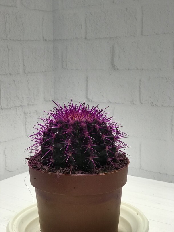 Кактус фиолетовый, артикул F1164693 - 1815 рублей, доставка по городу. Flawery - доставка цветов