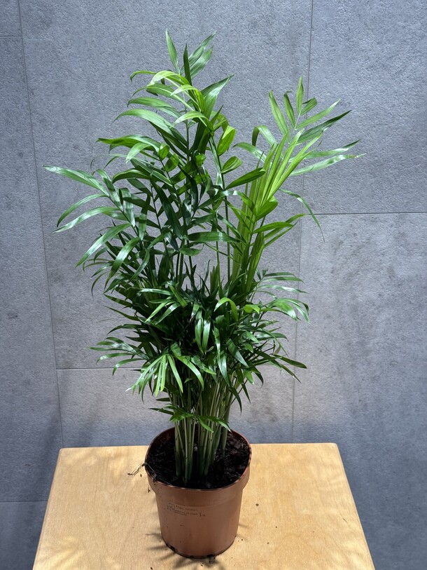 Хамедория, артикул F1359511 - 2178 рублей, доставка по городу. Flawery - доставка цветов