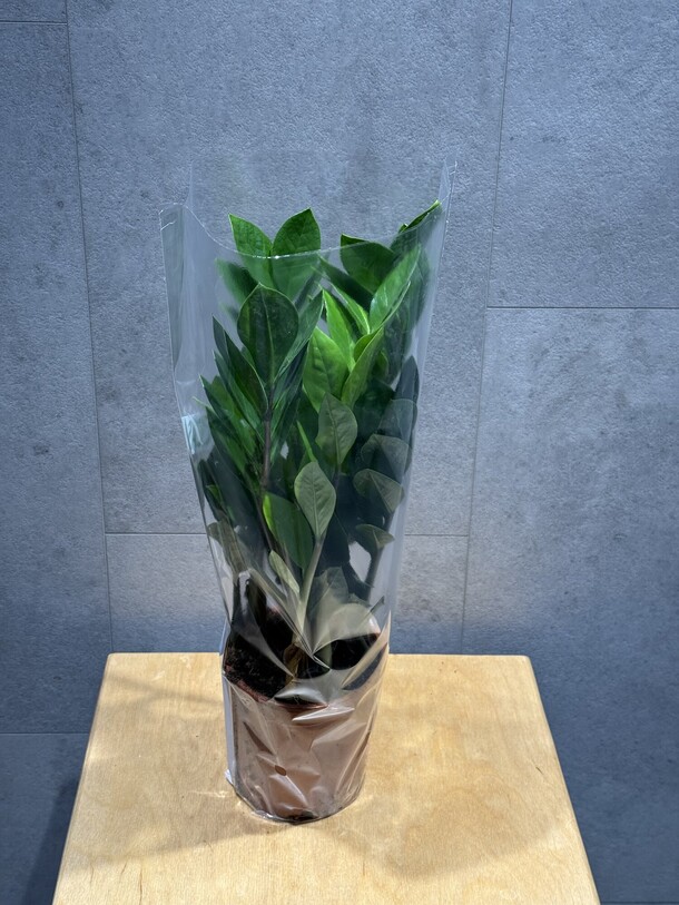 Замиокулькас, артикул F1359519 - 3267 рублей, доставка по городу. Flawery - доставка цветов