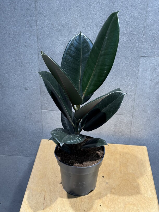 Фикус робусто, артикул F1359532 - 3267 рублей, доставка по городу. Flawery - доставка цветов