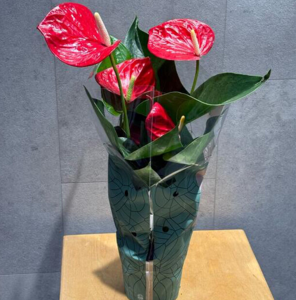 Антуриум, артикул F1359537 - 5445 рублей, доставка по городу. Flawery - доставка цветов