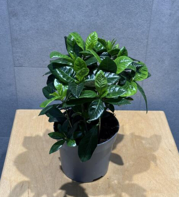 Гардения, артикул F1359540 - 3267 рублей, доставка по городу. Flawery - доставка цветов