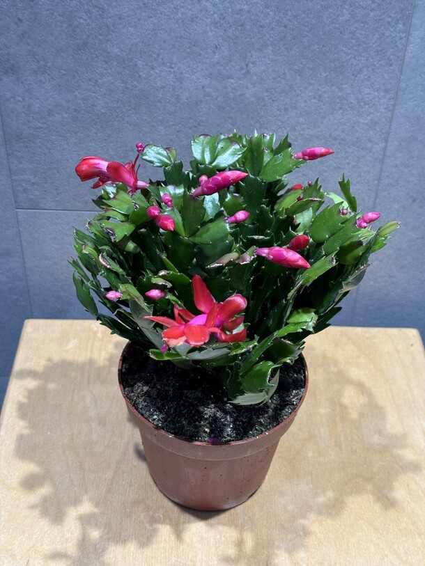 Декабрист, артикул F1359553 - 2723 рублей, доставка по городу. Flawery - доставка цветов