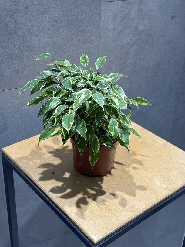 Фикус, артикул F1362635 - 1815 рублей, доставка по городу. Flawery - доставка цветов