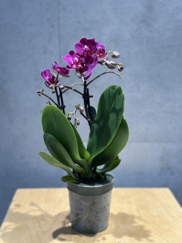 Орхидея «восторг», артикул F1372461 - 4356 рублей, доставка по городу. Flawery - доставка цветов