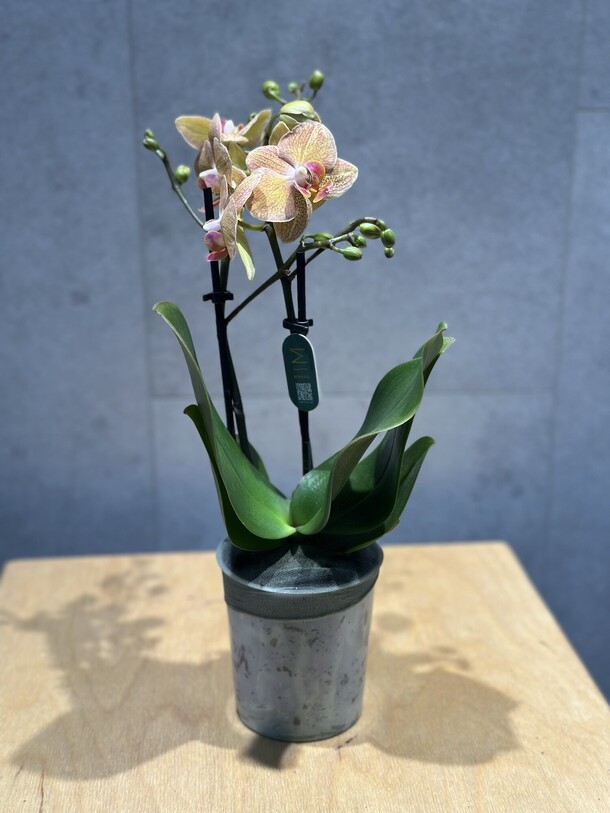 Орхидея «радость», артикул F1372462 - 4356 рублей, доставка по городу. Flawery - доставка цветов