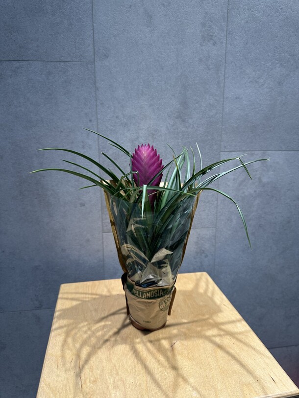 Тилландсия, артикул F1372464 - 2178 рублей, доставка по городу. Flawery - доставка цветов