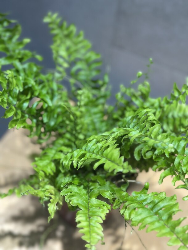 Нефролепис, артикул F1372468 - 2178 рублей, доставка по городу. Flawery - доставка цветов