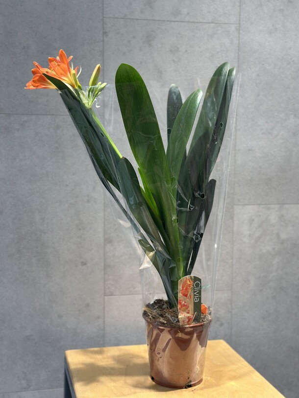 Кливия, артикул F1372469 - 5082 рублей, доставка по городу. Flawery - доставка цветов