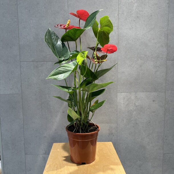 Антуриум красный, артикул F1372470 - 8107 рублей, доставка по городу. Flawery - доставка цветов
