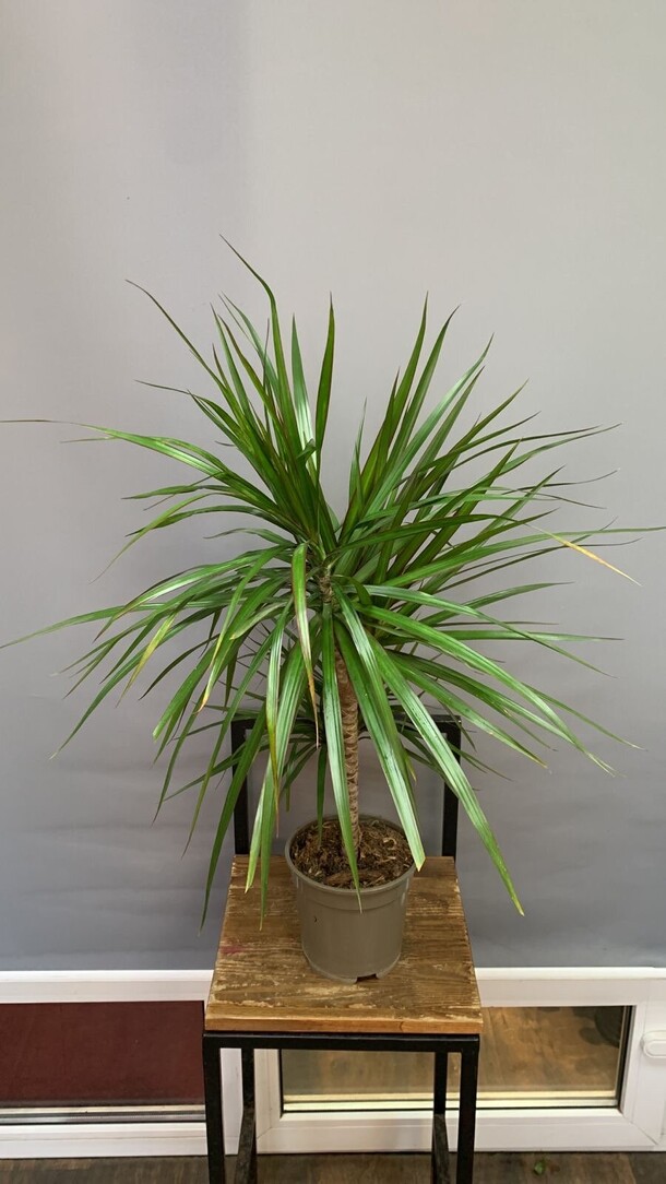 Драцена 2 ствола, артикул F1396611 - 4598 рублей, доставка по городу. Flawery - доставка цветов